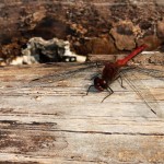 Blutrote Heidelibelle (Sympetrum sanguineum) (??)