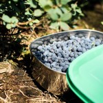 lechwelle-2012-07-08-moos-9