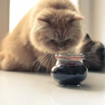 Lechwelle-2012-07-15 Marmelade-01