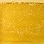 Lechwelle-2012-08-05 Bienen-14