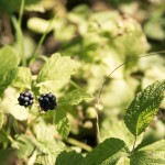 Lechwelle-2012-08-27 Lechbeeren-05