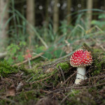 Lechwelle 2013-09-30 Guten Tag, Herr Herbst! 02
